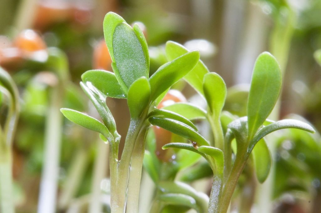 Microgreens