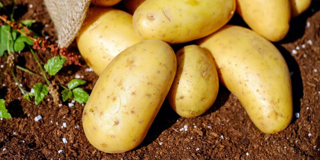 Kartoffeln selbst anbauen mit dem Kartoffelturm